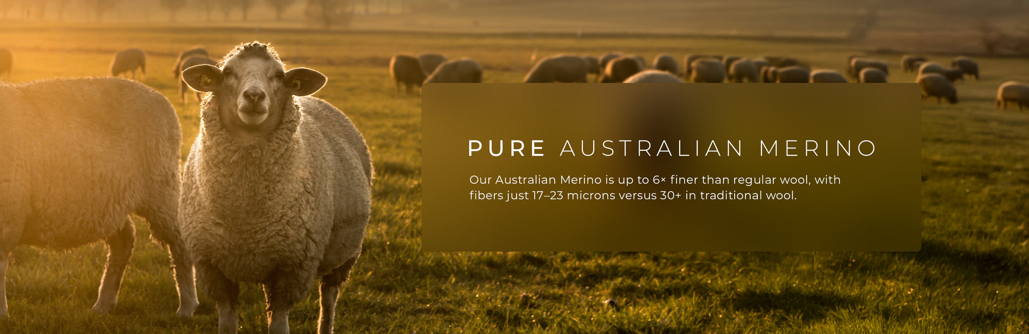 Sheep in a field with a sign about Pure Australian Merino wool.