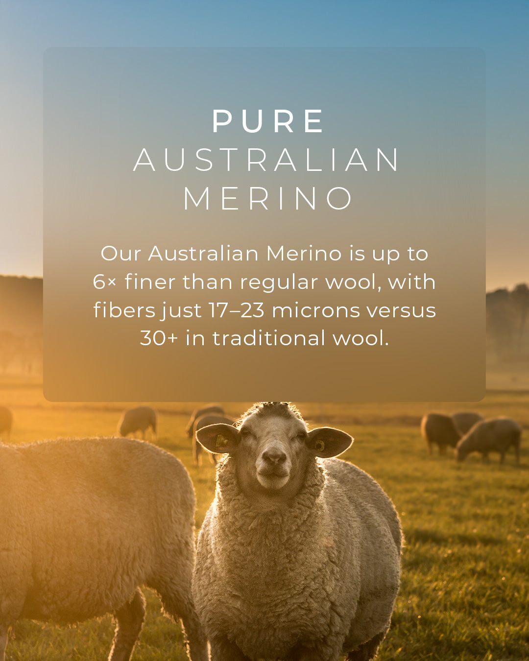 Sheep in a field with text about Pure Australian Merino wool